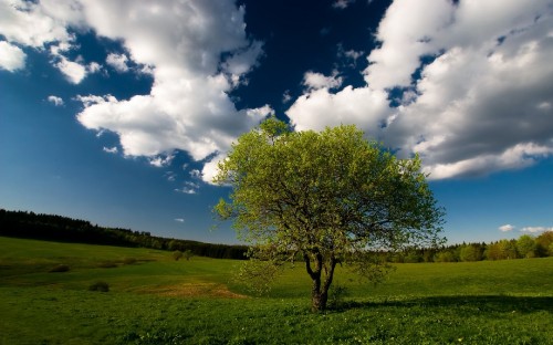 Image green tree on green grass field under blue and white cloudy sky during daytime