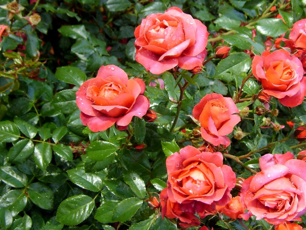 Rosas Rosadas en Flor Durante el Día. Wallpaper in 2048x1536 Resolution