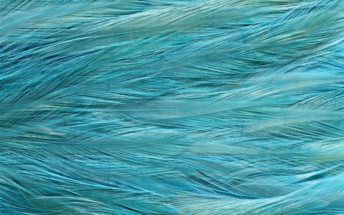 羽毛, 纹理, 水上, Azure, 鸟 壁纸 2560x1600 允许