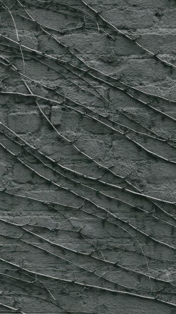 Image green and black leaf plant