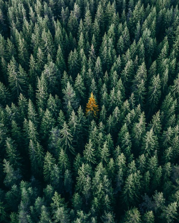 Vegetation, Columbian Spruce, Balsam Fir, Yellow Fir, Tree. Wallpaper in 3192x3989 Resolution