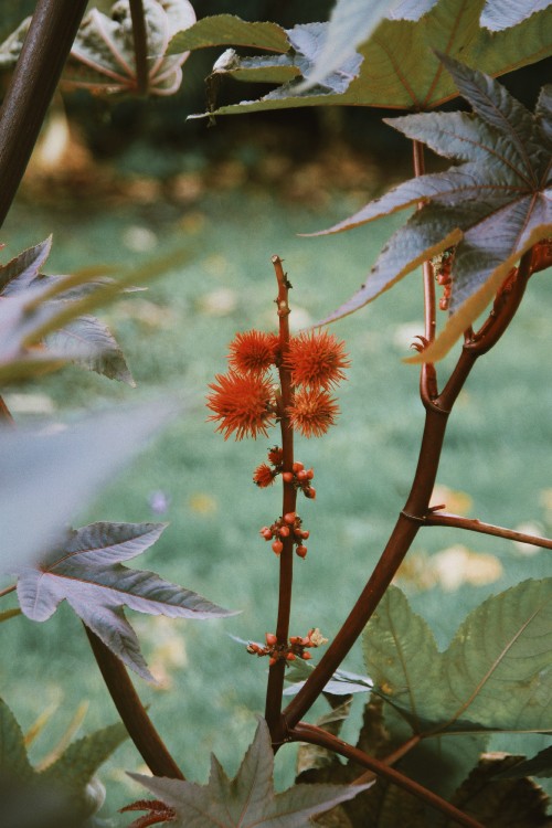 Image vegetation, flowering plant, plant stem, flower, plant