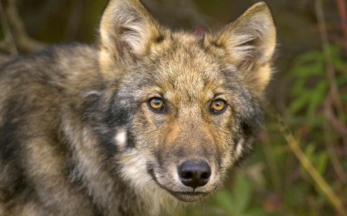 Image brown and black wolf in close up photography