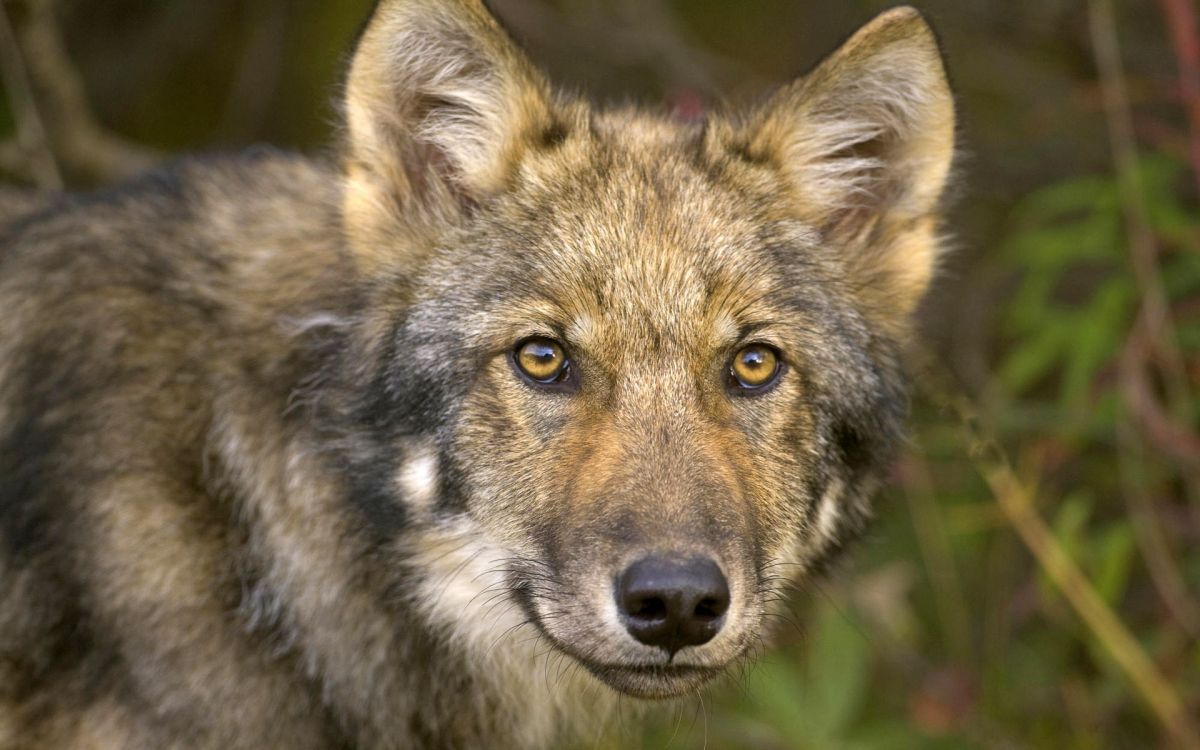 Loup Brun et Noir en Photographie Rapprochée. Wallpaper in 1920x1200 Resolution