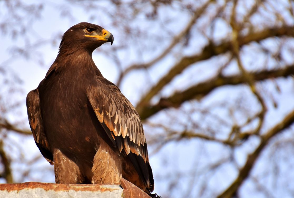 Águila Marrón en la Rama de un Árbol Marrón Durante el Día. Wallpaper in 4196x2818 Resolution