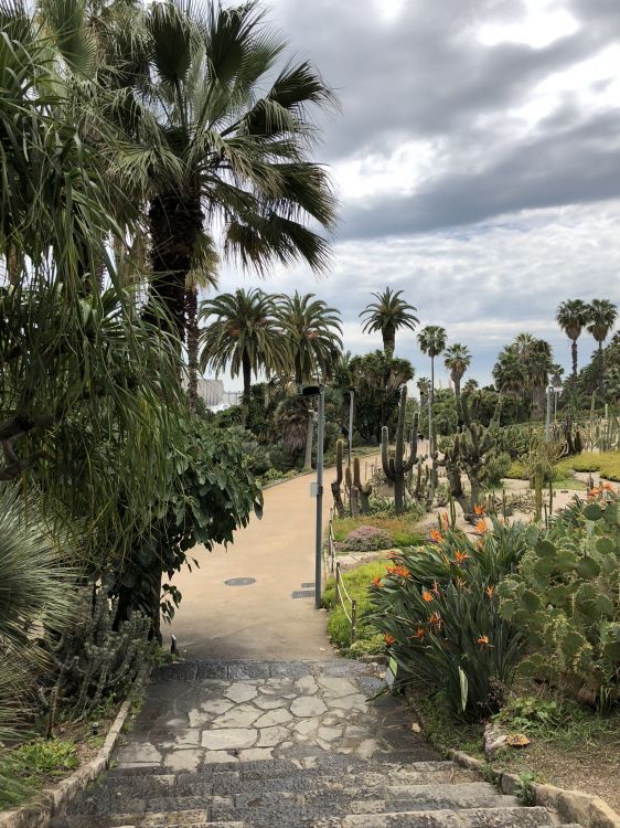 vegetation, palm trees, tree, woody plant, garden