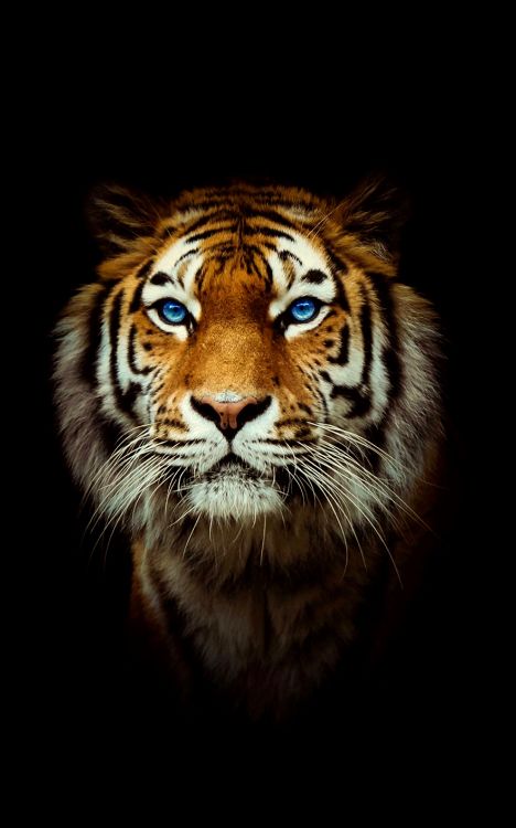Bengal Tiger, Black Tiger, Sibirischer Tiger, Felidae, Carnivore. Wallpaper in 2400x3840 Resolution