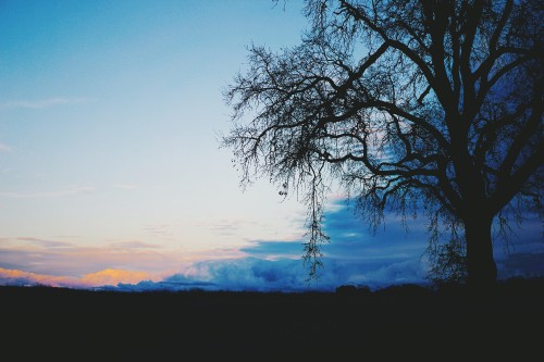 Image blue, tree, nature, natural landscape, cloud