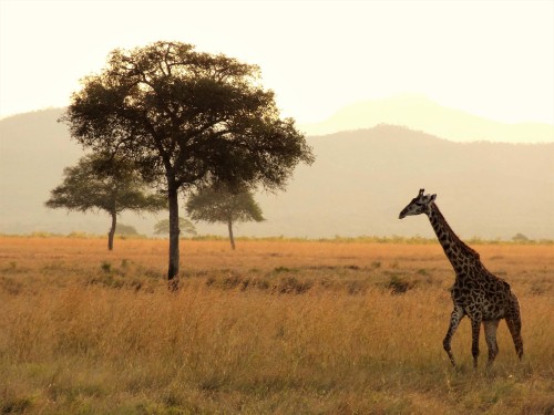 Image giraffe standing on green grass field during daytime