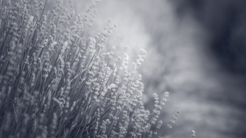 Image flower, natural landscape, cloud, twig, grass