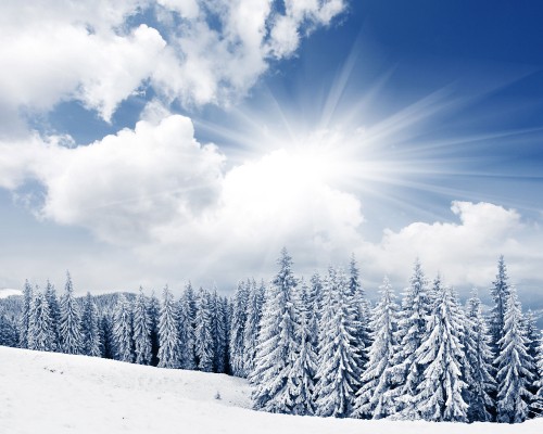 Image snow covered pine trees under blue sky and white clouds during daytime