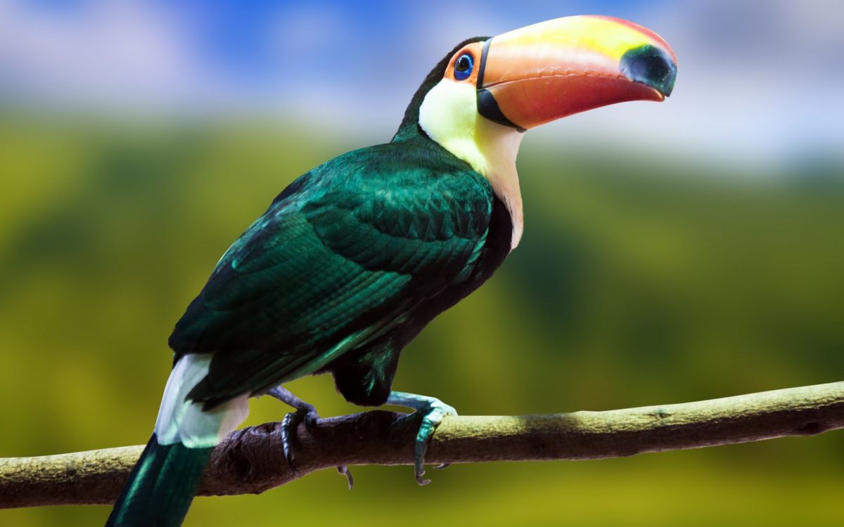 鸟, 大嘴鸟, Piciformes, 野生动物, 佩里科 壁纸 2560x1600 允许
