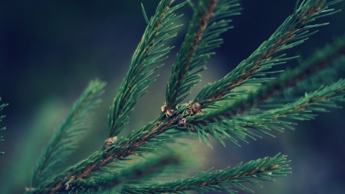 Image green pine tree in close up photography