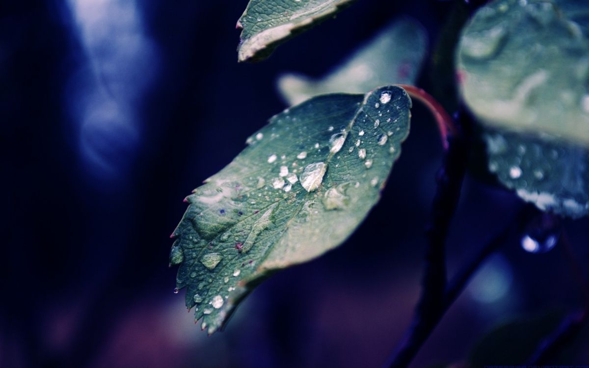 water droplets on green leaf