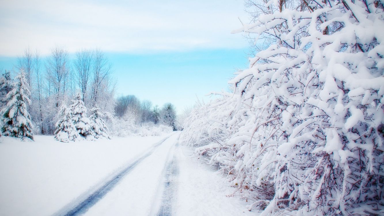 Arbres Couverts de Neige Pendant la Journée. Wallpaper in 2048x1152 Resolution