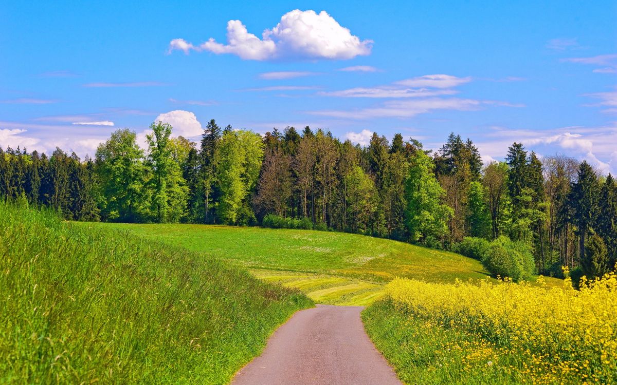 Tagsüber Grüne Wiese Und Bäume Unter Blauem Himmel. Wallpaper in 2560x1600 Resolution