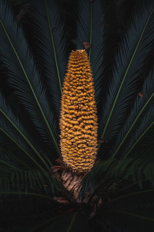 leaf, Sugar pine, plant, flower, botany