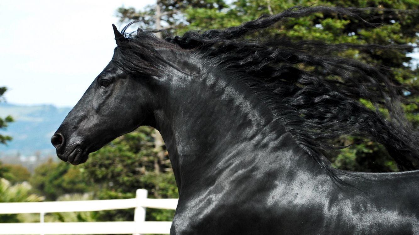 black horse near white wooden fence during daytime