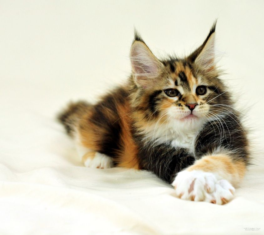 brown black and white cat lying on white textile