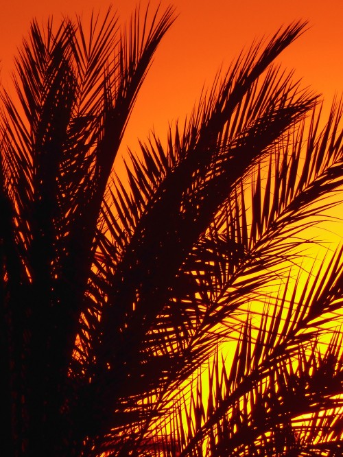 Image palm trees, plant, afterglow, amber, leaf