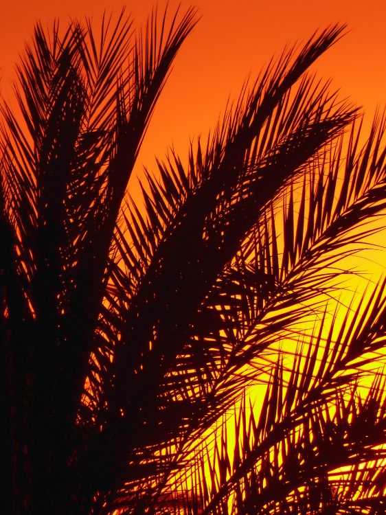 palm trees, plant, afterglow, amber, leaf