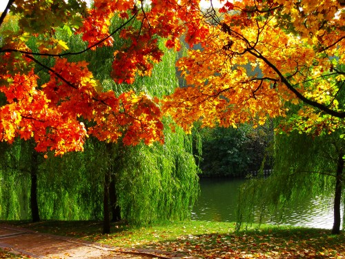 Image brown and green trees beside river during daytime