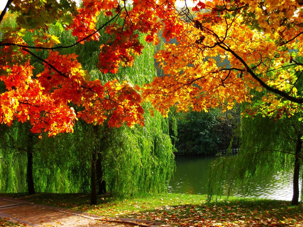 秋天的叶的颜色, 性质, 植被, 季节, 生态系统 壁纸 3000x2250 允许