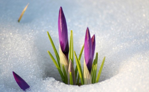 Image purple flower on white snow