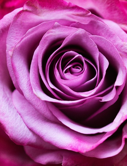 Image pink rose in close up photography