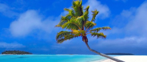 Image green palm tree near body of water during daytime