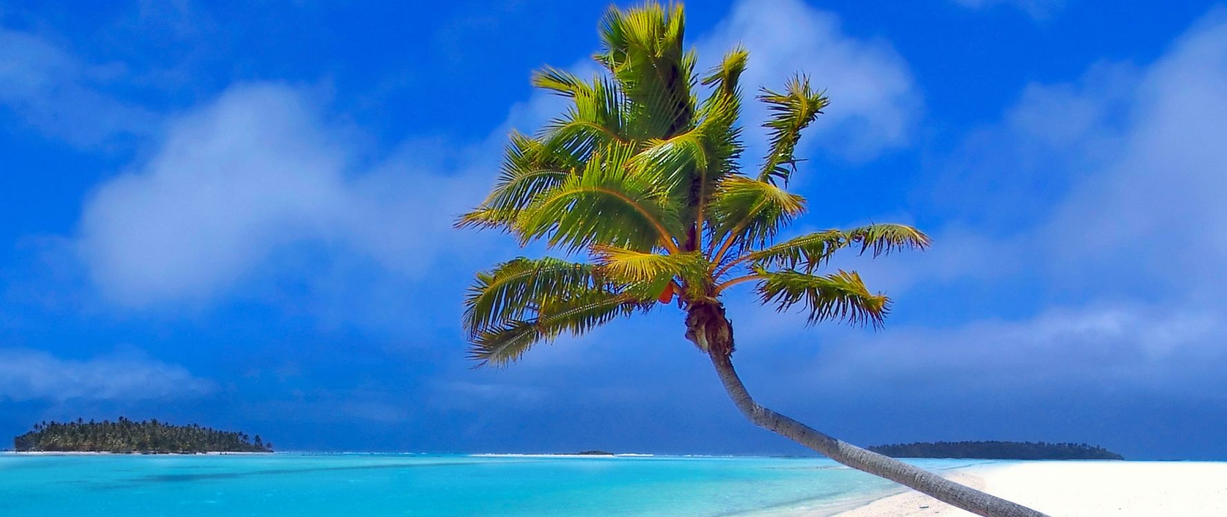 Grüne Palme in Der Nähe Eines Gewässers Tagsüber. Wallpaper in 2560x1080 Resolution