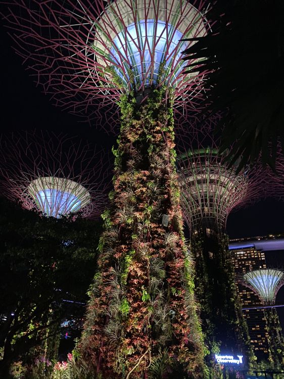 性质, 棕榈树, 紫色的, 午夜, 紫罗兰色 壁纸 1536x2048 允许