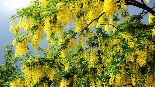 Image green and yellow leaf tree