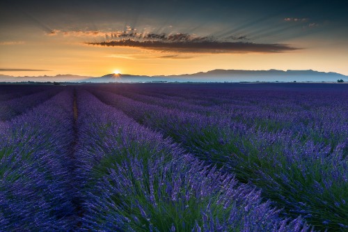 Image purple flower field during sunset