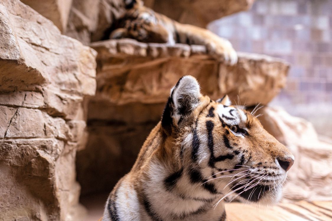 老虎 狮子 孟加拉虎 西伯利亚虎 猫科高清壁纸 动物图片 桌面背景和图片