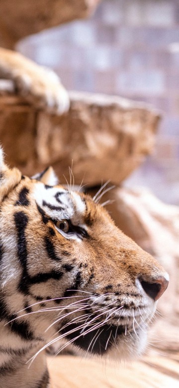 Image tiger, lion, big cat, bengal tiger, siberian tiger