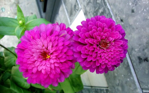 Image pink flower with green leaves