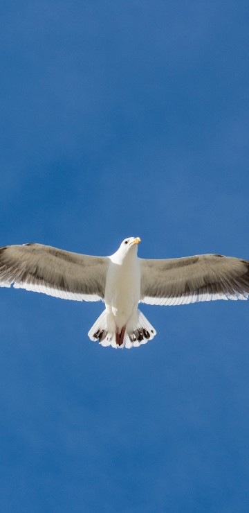 Image white and black bird flying under blue sky during daytime