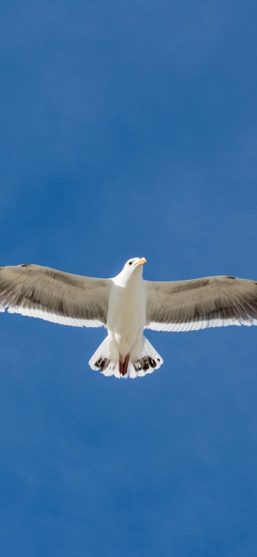 Image white and black bird flying under blue sky during daytime