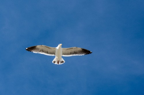 Image white and black bird flying under blue sky during daytime