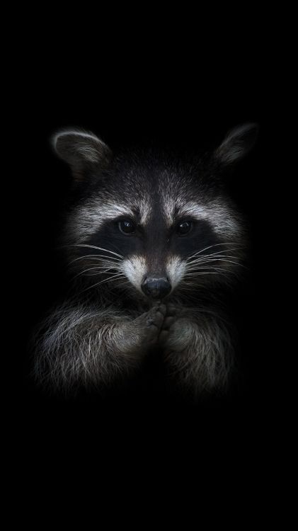 Couverture, Felidae, Les Petites et Moyennes Chats, Gris, Carnivores. Wallpaper in 1080x1920 Resolution