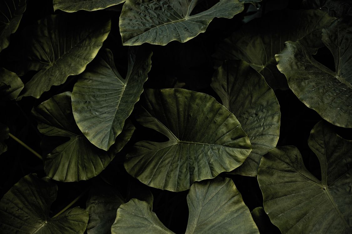 黑色的, 绿色的, 植被, 菌群, 黑色和白色的 壁纸 5472x3648 允许