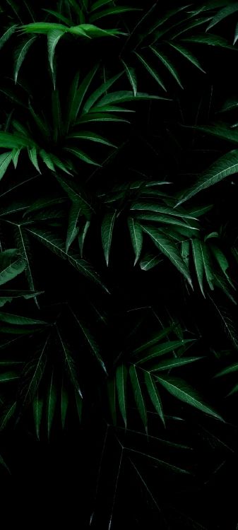 绿色的, 灌木, 陆地上的植物, 草, 显花植物 壁纸 1080x2400 允许