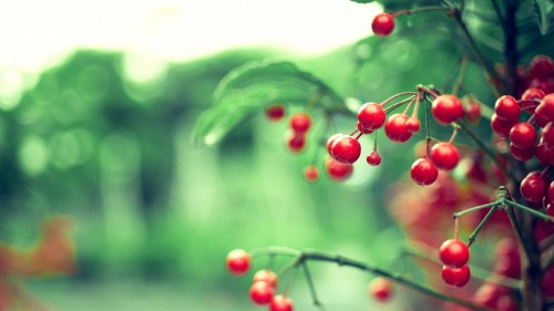 Image red round fruits on green plant during daytime