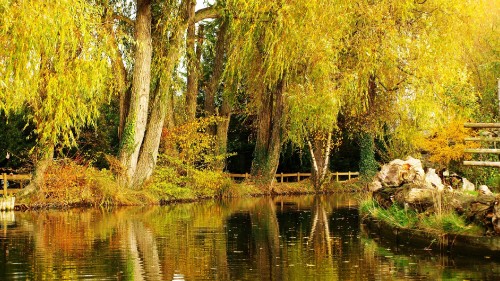 Image green trees beside river during daytime