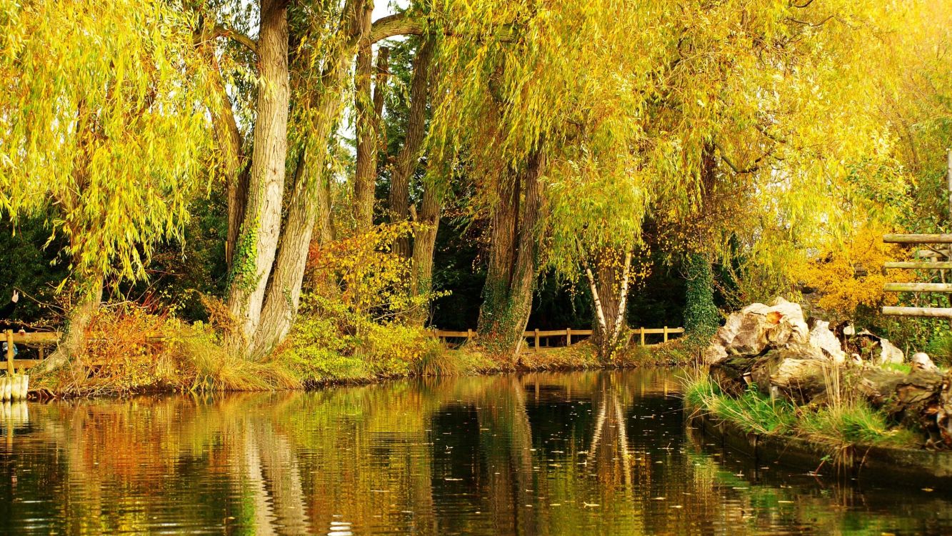 green trees beside river during daytime