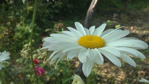 Image white daisy in bloom during daytime