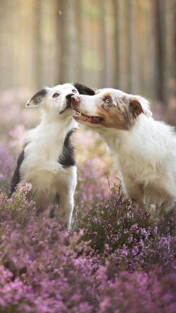 Image white and brown short coated dog on purple flower field during daytime