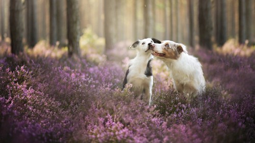 Image white and brown short coated dog on purple flower field during daytime