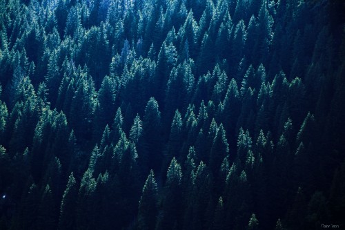 Image green pine trees during daytime